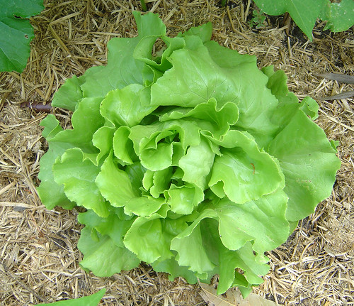 DSC03537 - lettuce
