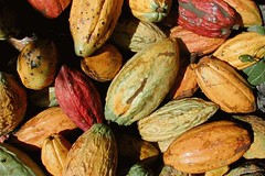 Cacao beans in Chuao, Venezuela