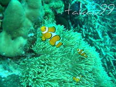 Western Clownfish on Koh Racha Yai Island, Thailand