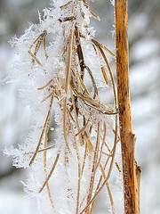 Fireweed in winter