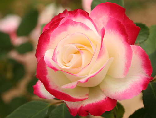 Red, pink, white rose 