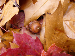 Acorn and Leaves