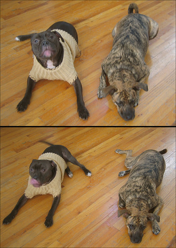 funny pictures of dogs. my funny dogs on stay. there are 2 treats just out of site of the camera.