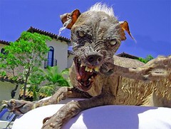 Sam, the world's ugliest dog (by spierzchala)