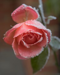 Frozen Rose 2