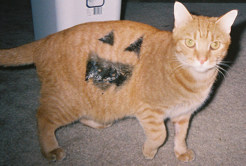 halloween cat - 2004