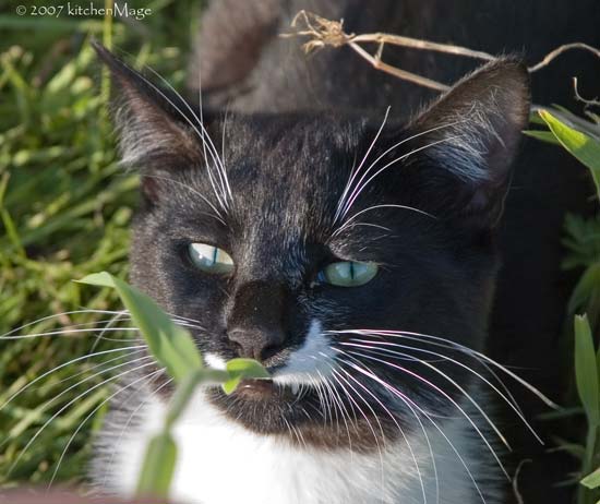 orca (cat) in the grass