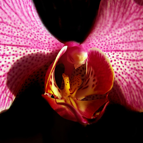 Orchid - Bird of Prey