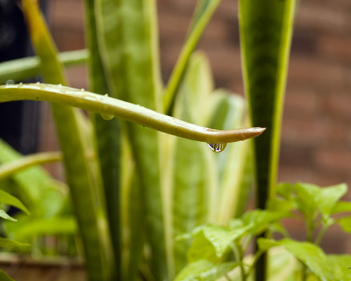 Raindrop on Aloe