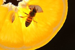 Bee Needs Vitamin C!!