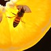 Bee Needs Vitamin C!!