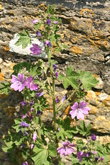 527560422 Common_Mallow 2007-06-02_12:57:54 Oxford_Canal