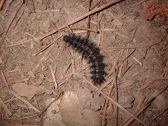 caterpillar on the trail