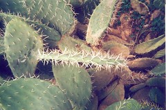 Cactus صبار