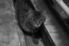 Cat_2007-05-29N005