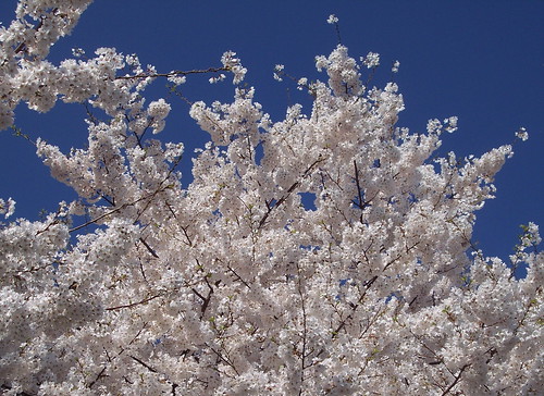 Cherry Blossom Sky
