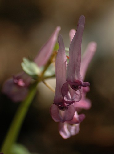 Vingerhelmbloem - Corydalis solida