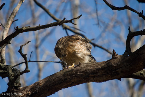 Red Shouldered Hawk with rodent(3)