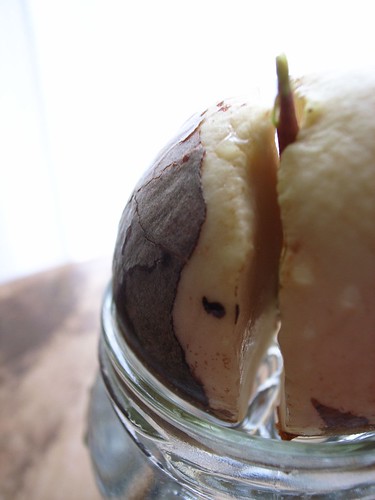 sprouted avocado seed