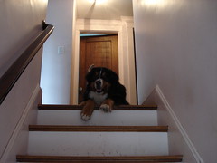 Molly at the top of the stairs