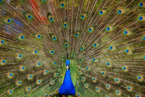 Peacock Show