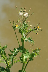 527638779 Groundsel 2007-06-02_10:52:06 Oxford_Canal