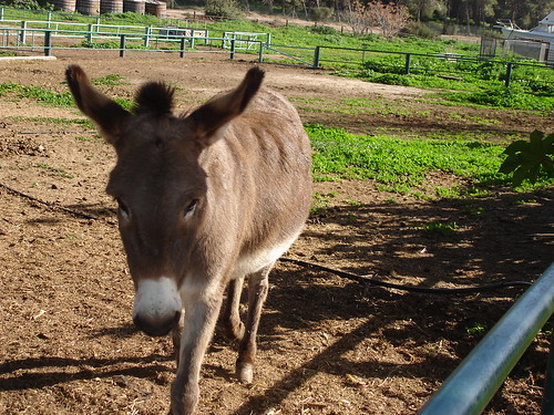 Burro at the Bitan Aharon horse and donkey sanctuary