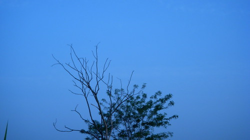 tree in the blue