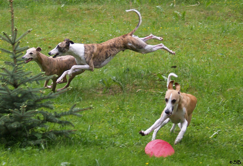 Whippets: Coco, Joey, Marley
