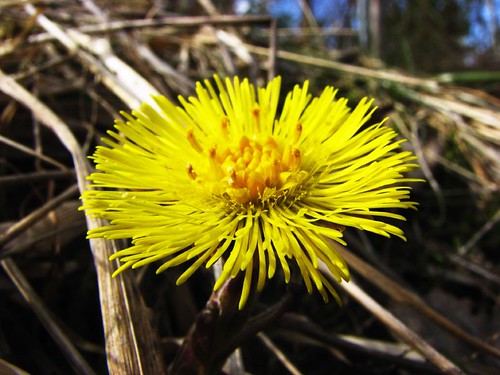Coltsfoot = Spring! by trondjs.