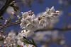 宮崎の桜
