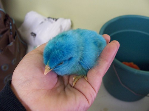 baby chicks pictures. aby chicks for Easter,