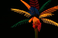 neon palm