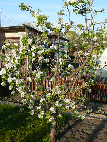 Birnbaum im Frühling