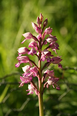 517478705 Military_Orchid 