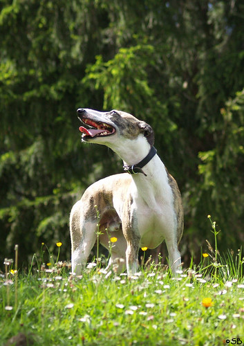 Whippet Joey