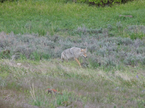 Coyote at Yellowstone