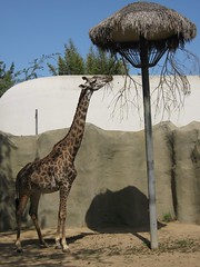 Eating Giraffe