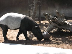 Malayian Tapir