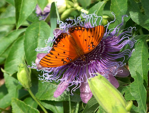 Butterfly on Passion Vine