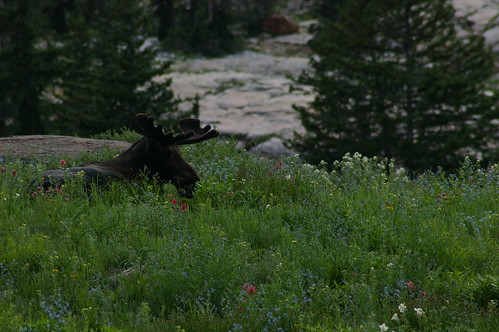  moose and wild flowers