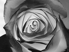 A Negative Rose