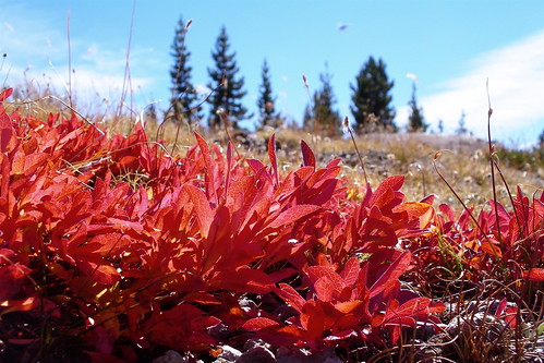 Red leaves on the way to Broken Top by alumroot