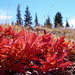 Red leaves on the way to Broken Top