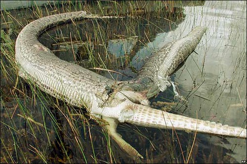 Snake VS Crocodile
