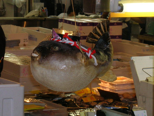 Tsukiji Blowfish (Fugu) Prop