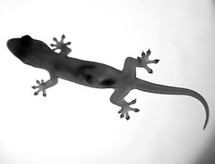 Geckos inspire electronics-printing technique