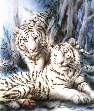 blondie997님이 촬영한 white tigers.