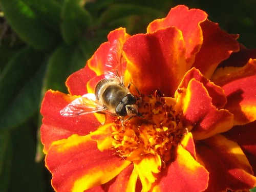 A bee on a red flower by Amir.S..