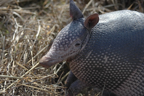 Armadillo. by Rich Anderson, on Flickr